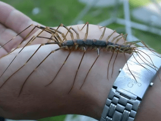 How to Get Rid of House Centipedes and Why You Shouldn’t Kill Them