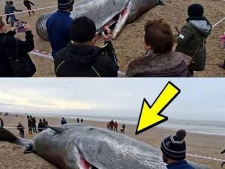 What They Found in the Stomach of This Sperm Whale Shocked the Entire World! It’s Hard to Believe!