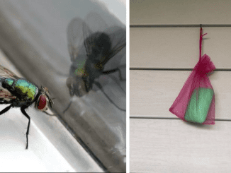 How To Keep Flies Away From Your Outdoor Spaces This Summer