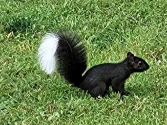 The mystery of the “squnk”: Ohio residents can’t tell if this creature is a squirrel or a skunk