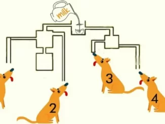 “Brain Teaser Challenge”: Tell Which Dog Will Drink The Milk First In This Puzzle!