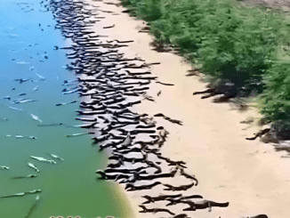 10 Most Dangerous Beaches in the World? Detail in the first comment