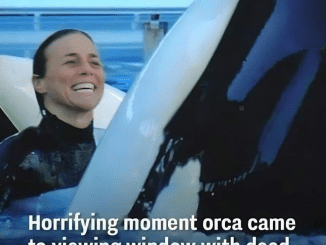 SeaWorld trainer yelled ‘my neck is broken’ after being body slammed by most dangerous orca