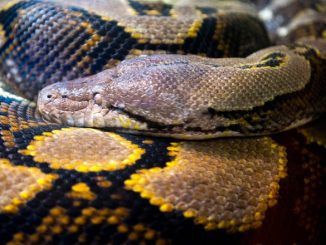 Missing woman found inside 16-foot python after it reportedly swallowed her whole in Indonesia