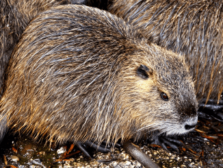 You might have consumed this beaver sac excretion without knowing