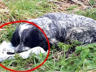 Bikers found an ABANDONED DOG holding a plastic BAG in his mouth. When they looked inside they were shocked and RAN immediately for help. Here’s what the dog PROTECTED: