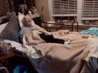 A devoted cat decides to stay next to the sick grandmother who raised her…