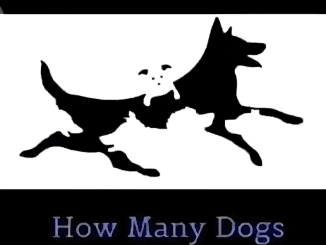 The Number Of Dogs You Find In This Image Will Determine Your Mental Age