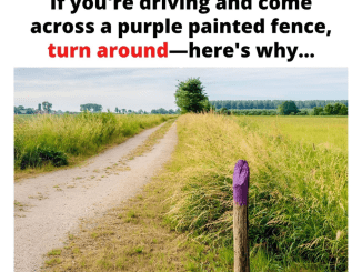 If You See a Painted Purple Fence, This Is What It Means