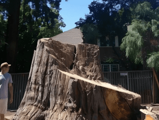 Neighbor Got Jealous of Our 200-Year-Old Tree and Chopped It Down While We Were on Vacation