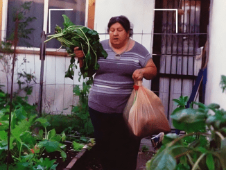 My Neighbor Kept Stealing Vegetables and Fruit from My Small Backyard Garden I’ve Grown Myself