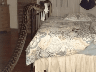 When She Woke Up She Got Surprise To See A 5 Metres Snake Aside Her Bed.. Where He Came From? You All Should Be Carefull At Home