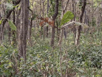 You Have A High IQ If You Can Spot Hidden Tiger In Jungle Photo In Just 12 Seconds