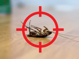 6 Easy Home Remedies for Cockroaches That Will Get Rid of Them Permanently