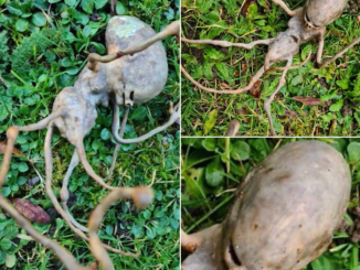 Neighbor finds ‘alien’ object in their backyard that has the internet stumped