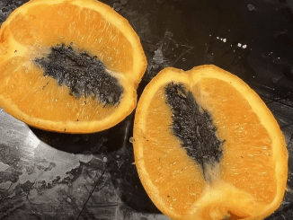 Can I Eat Oranges That Have Black Stuff Inside?