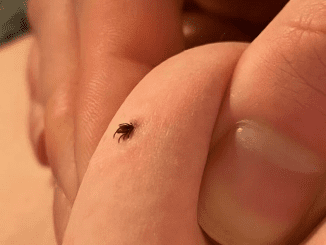 Actions To Take If You Discover a Tick in Your Home