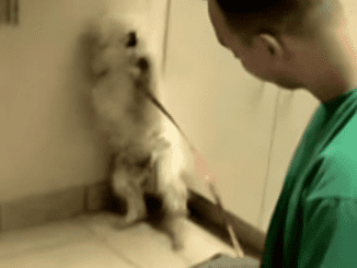 Watch this amazing response as the terrified dog, who is about to be put down, discovers she has been spared.