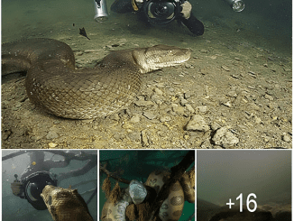 Diver has incredible face to face encounter with giant anaconda