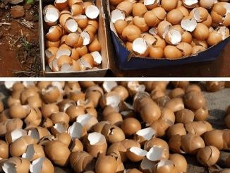 7 Brilliant Ways To Use Eggshells In Your Garden