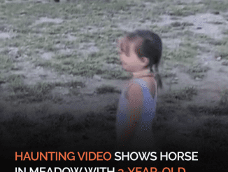 A Disturbing Video Shows A 3-Year-Old Girl Having A Photoshoot With A Horse In A Meadow, Moments Before The Animal Kicked Her