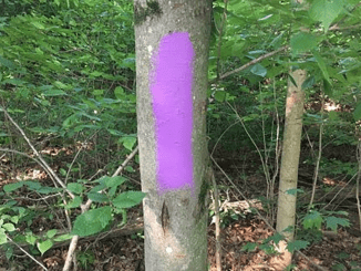 If you see this color painted on a tree in the woods, your life could be in danger — here’s why