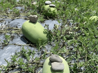 Went to grandma’s garden to play but for some reason she put a stone on top of the melon