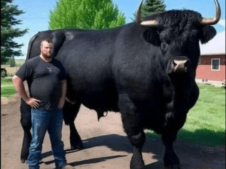 I recently spent ,500 on this registered Black Angus bull.