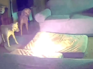 Horrifying video shows moment dog started house fire after chewing through portable battery as warning issued