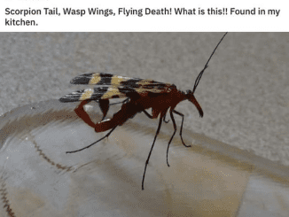 Insects Called Scorpionflies Exists, and They are Terrifying