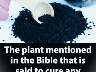 The Plant Described in the Bible as Having the Ability to Heal All Ailments