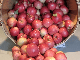 Where’s the proper place to store apples—fridge or counter? What’s the right approach?