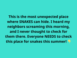 Fire Department Warned Pool Owners About Snakes Living Inside Of Pool Noodles