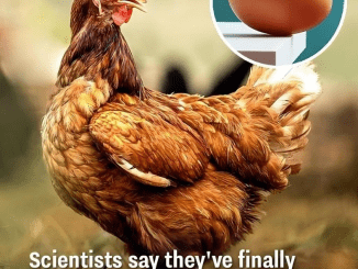 Scientists say they’ve finally discovered what came first the chicken or the egg