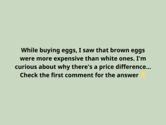 Why Are Brown Eggs More Expensive Than White Eggs?