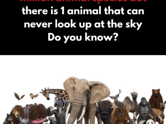 This animal can never look up and see the sky for this reason