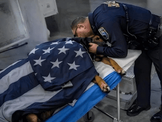 A Heartfelt Farewell to a Hero: Honoring CP109 K9 King