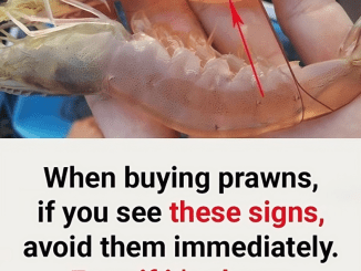 When buying prawns, if you see these signs, avoid them immediately. Even if it’s cheap, don’t buy it