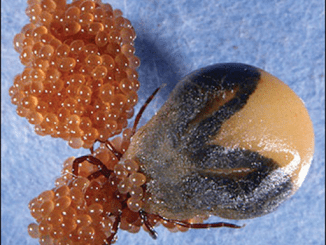 If you see a small pile of jelly balls like this in your garden or home, do this immediately