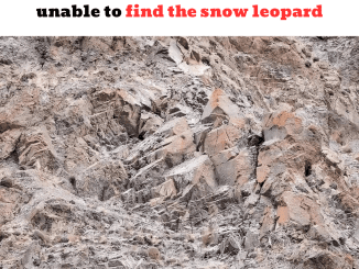 The photo makes viewers dizzy and unable to find the snow leopard