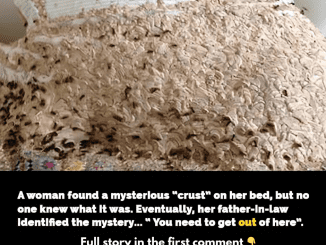 Enormous nest with 5,000 wasps found in woman’s spare room