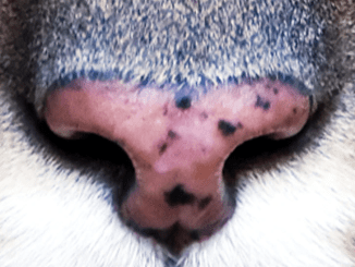 We bet that only a few will be able to guess the animal in the picture just by looking at its nose.