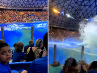 SeaWorld orca poops in tank and then splashes it all over spectators