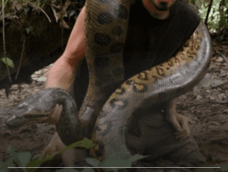 Man who tried to get eaten alive by snake immediately regretted it