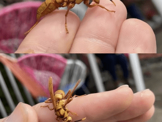 This Is What You Absolutely Should Do When a Wasp Stings You