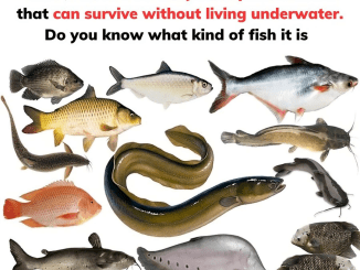 There are nearly 32,000 species of fish on earth, but there is only one species of fish that can survive without living underwater. Do you know what kind of fish it is