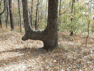 The Fascinating Tale of the Bent Trees That Guided Indigenous People