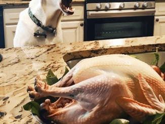 Our Dog Wouldn’t Stop Barking at the Thanksgiving Turkey — When I Finally Checked It, I Called the Police