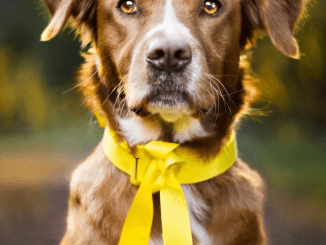 What does a yellow ribbon on dog collar mean