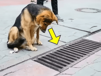 The Dog Looked Into The Storm Drain Every Day, And When It Was Opened – PEOPLE Were Shocked!